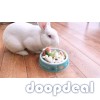 Rabbit for sale